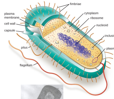 <p>Composta por citoplasma (com os seus organelos), envolvido por membrana citoplasmática, parede celular, membrana externa, cápsula e apêndices (flagelos, pili ou fimbriae). </p>