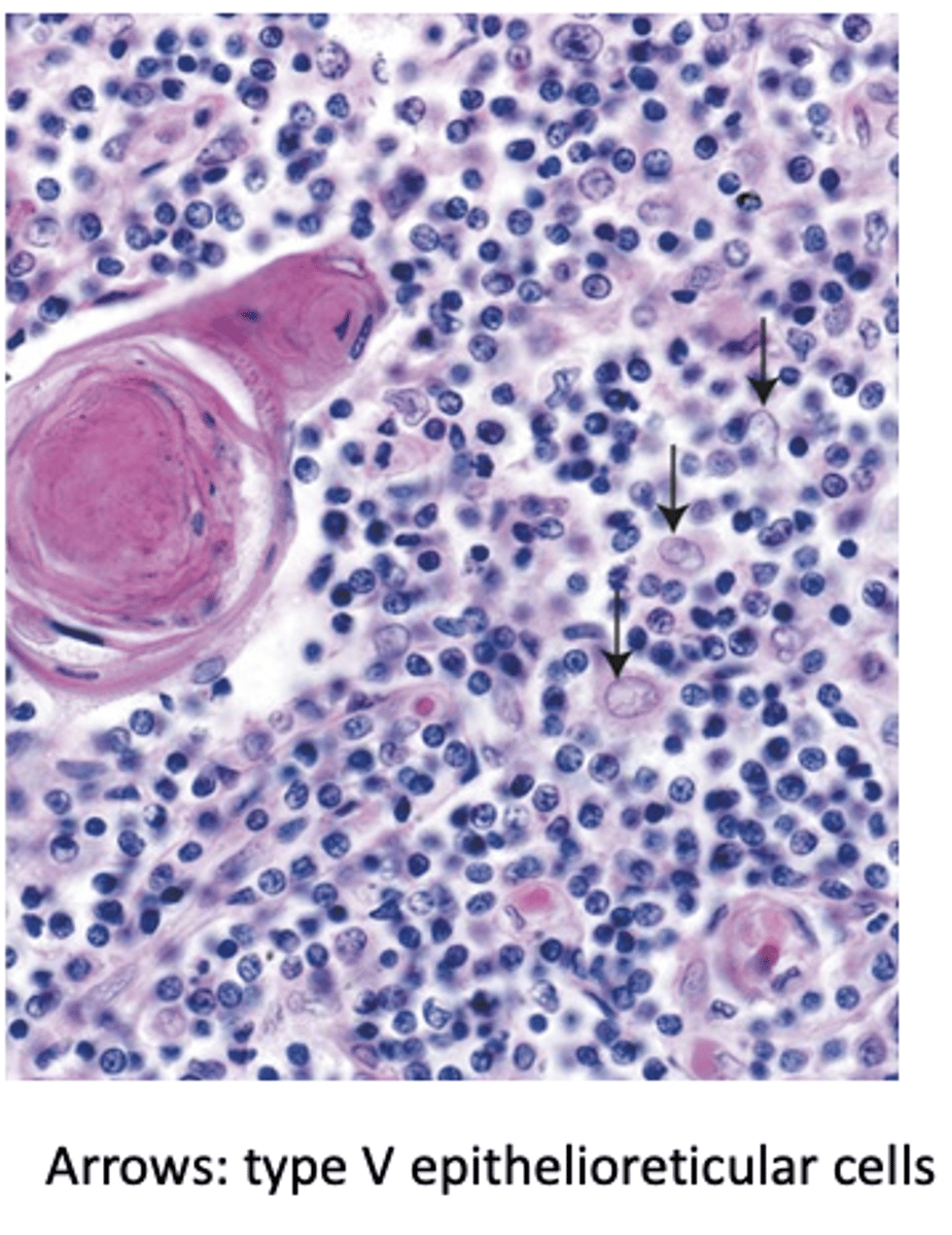 <p>Which cells are supported by the cytoreticulum formed by Type V TECs? (3)</p>