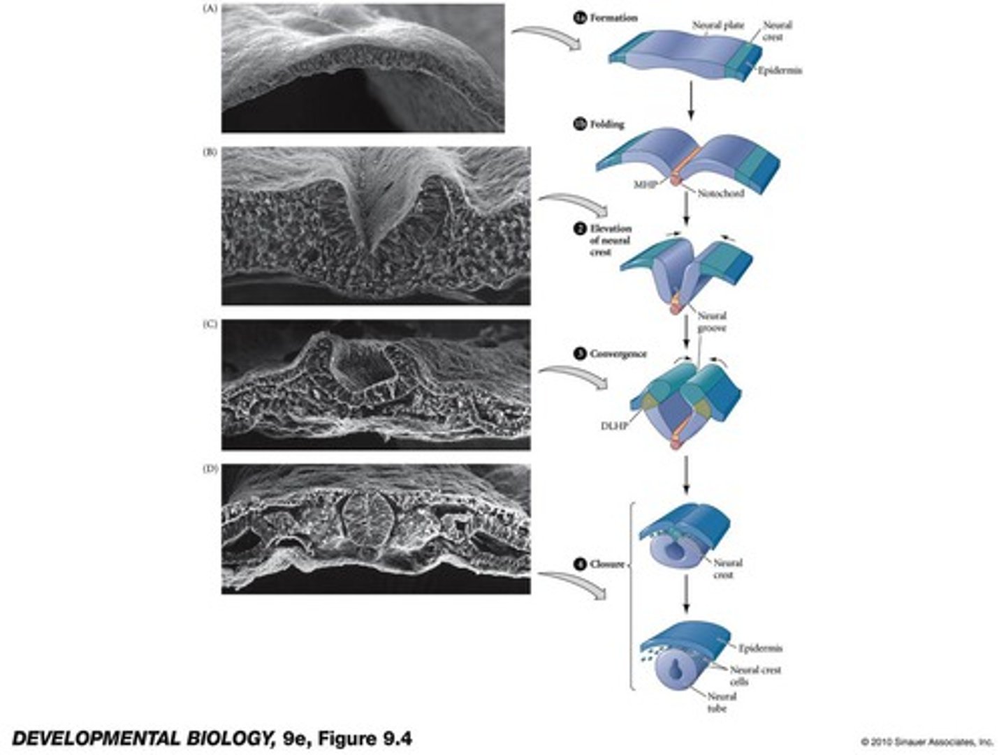 <p>the neural plate creases inward until the edges come in contact and fuse</p>