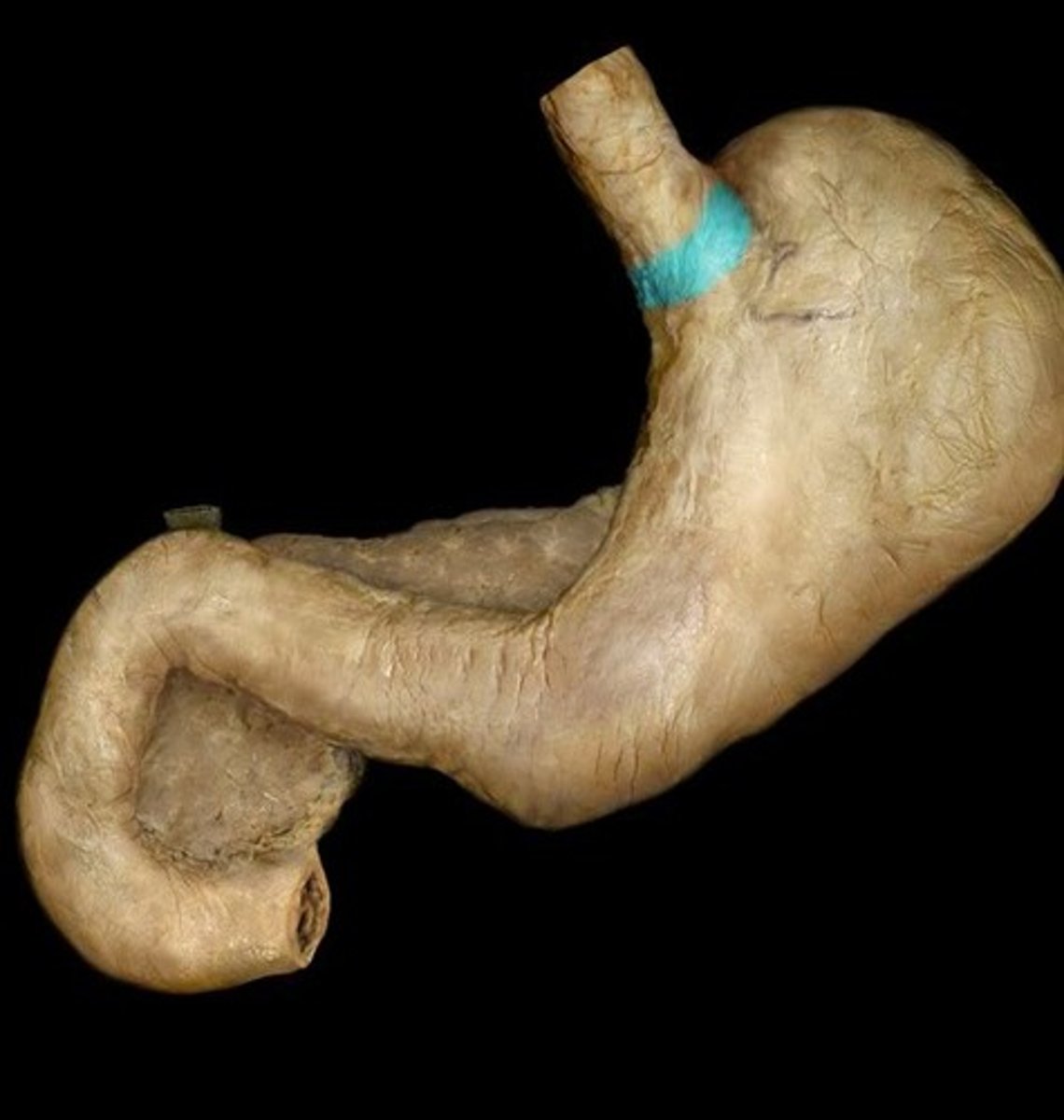 knowt flashcard image