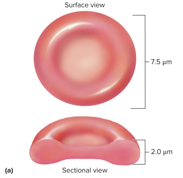 <p>Erythrocyte structure</p>