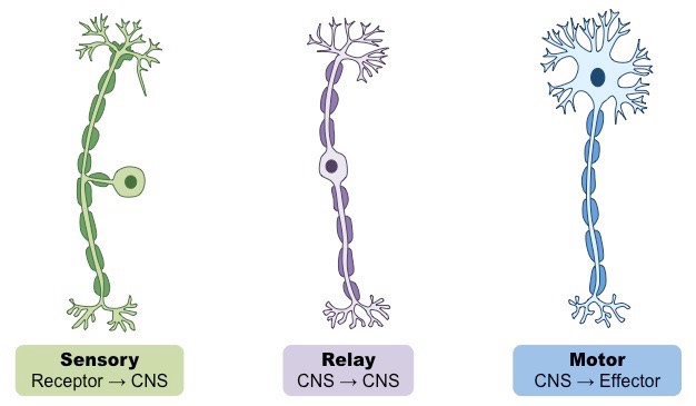 <p>Relay neurons, because they relay signals, they transmit action potentials between sensory and motor neurons (both within the central nervous system). They can also act in the Enteric Nervous System, which plays a part in the peripheral nervous system.</p>