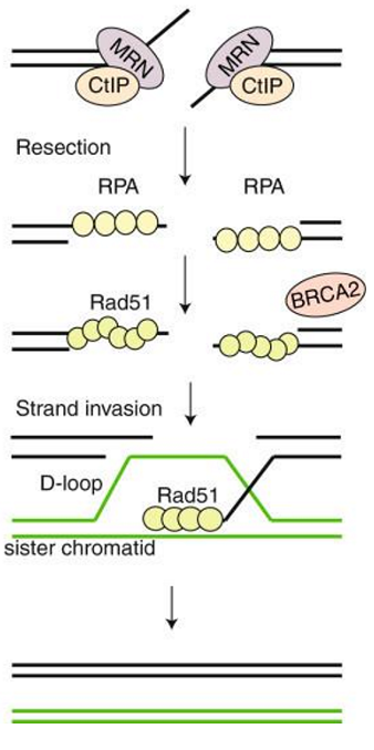 <p>high-fidelity repair pathway for DSBs in S or G2 phase </p><ul><li><p>42% of human genome = line elements → repetitive</p><ul><li><p>DNA broken in middle of line element → would go repair on any line element = <span data-name="x" data-type="emoji">❌</span></p><ul><li><p>translocation + fusion of 2 parts of chromosomes</p></li></ul></li></ul></li><li><p>humans spend lots of time in G1 = long growth phase</p><ul><li><p>do not have identical copies in G1</p></li><li><p>could end up in G1 if repair pathway used</p></li></ul></li><li><p>no insertions or deletions!</p></li></ul><p></p>