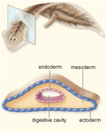 Triploblastic animals with no body cavity 

* Find endoderm, ectoderm — in between = mesoderm with a solid mass of cells but no space