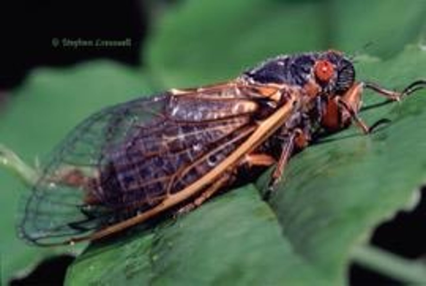 <p>A species that produces 300 million eggs and has 1 offspring every 5 years for 17 years.</p>