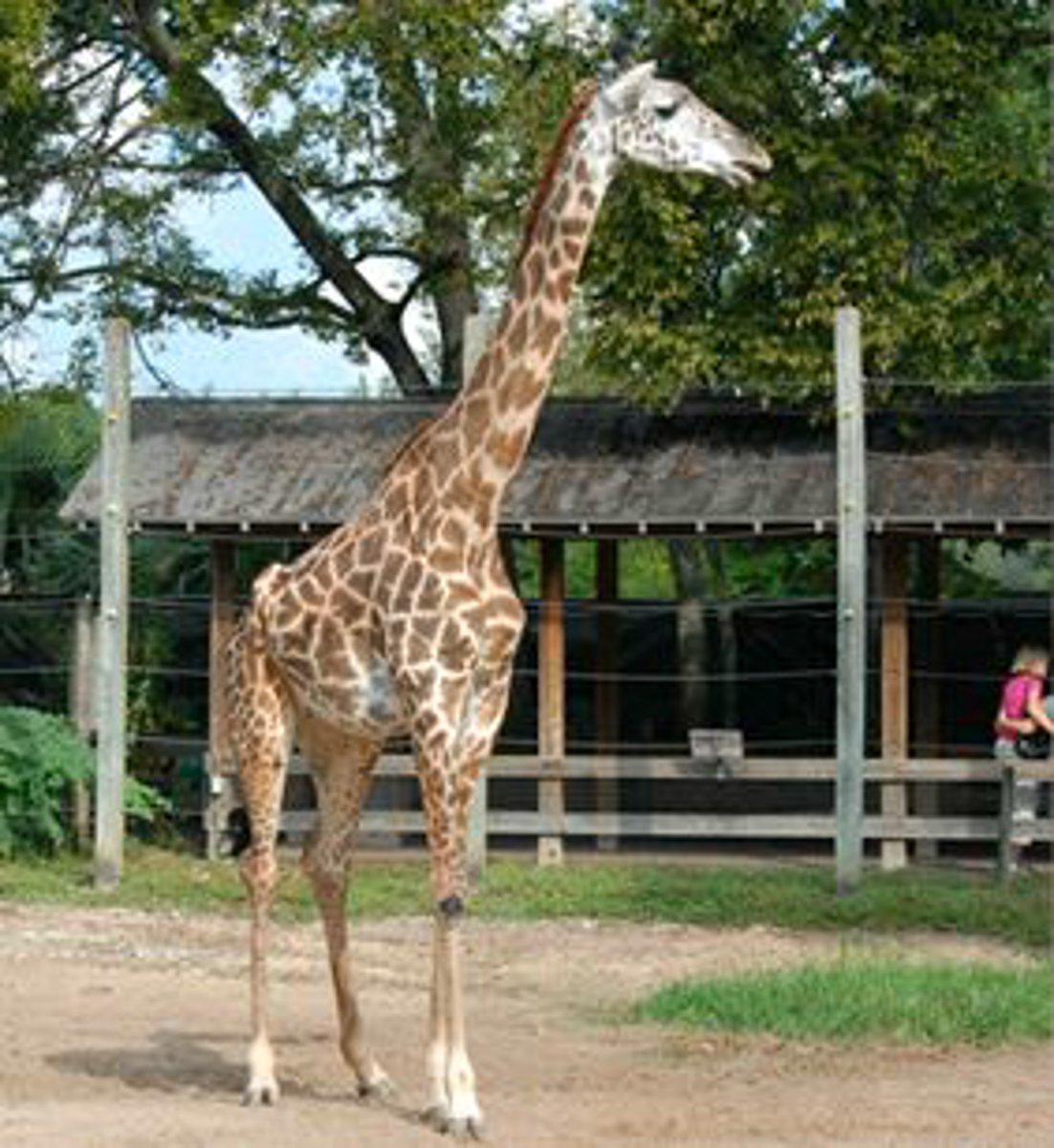 <p>Identify the species shown:</p>
