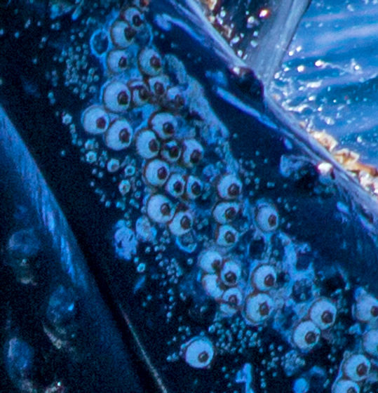 🪸 Tipo de relação em que um animal vive sobre outro, usando sua superfície como substrato, sem prejudicá-lo. Ex.: cracas sobre baleias ou conchas.