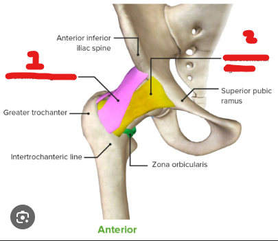 <p>what ligament is 2</p>