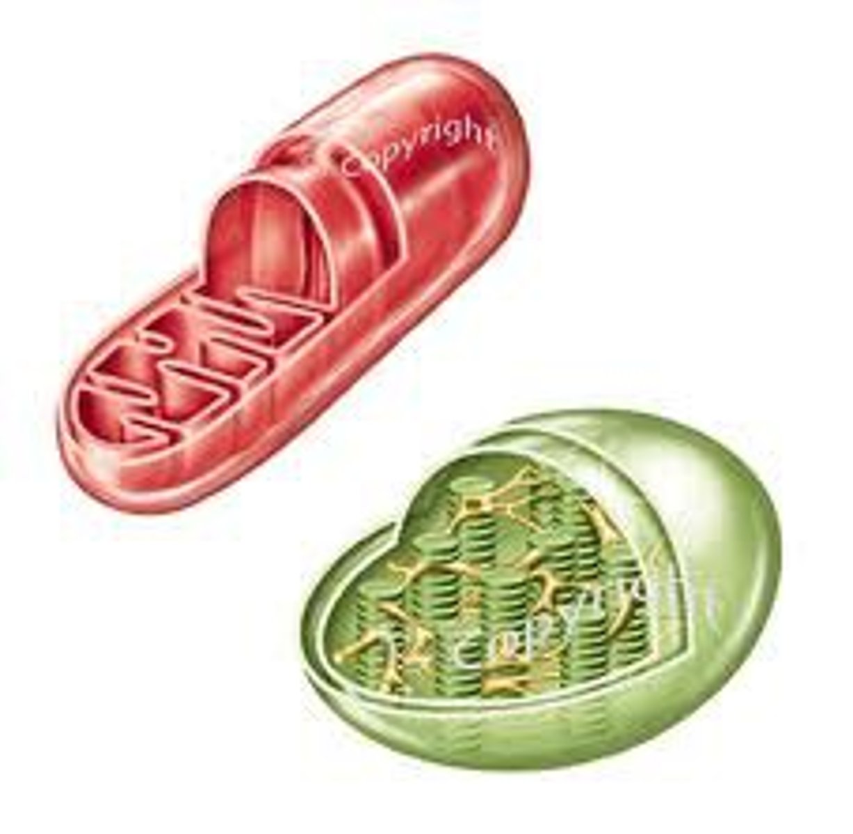 <p>mitochrondria and chloroplast</p>