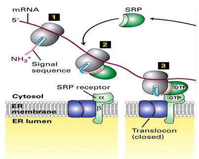 <ul><li><p>Ribosome</p></li><li><p>mRNA</p></li><li><p>N-terminus of nascent protein&nbsp;</p></li><li><p>SRP&nbsp;</p></li><li><p>SRP receptor </p></li><li><p>closed translocon</p></li></ul><p></p>