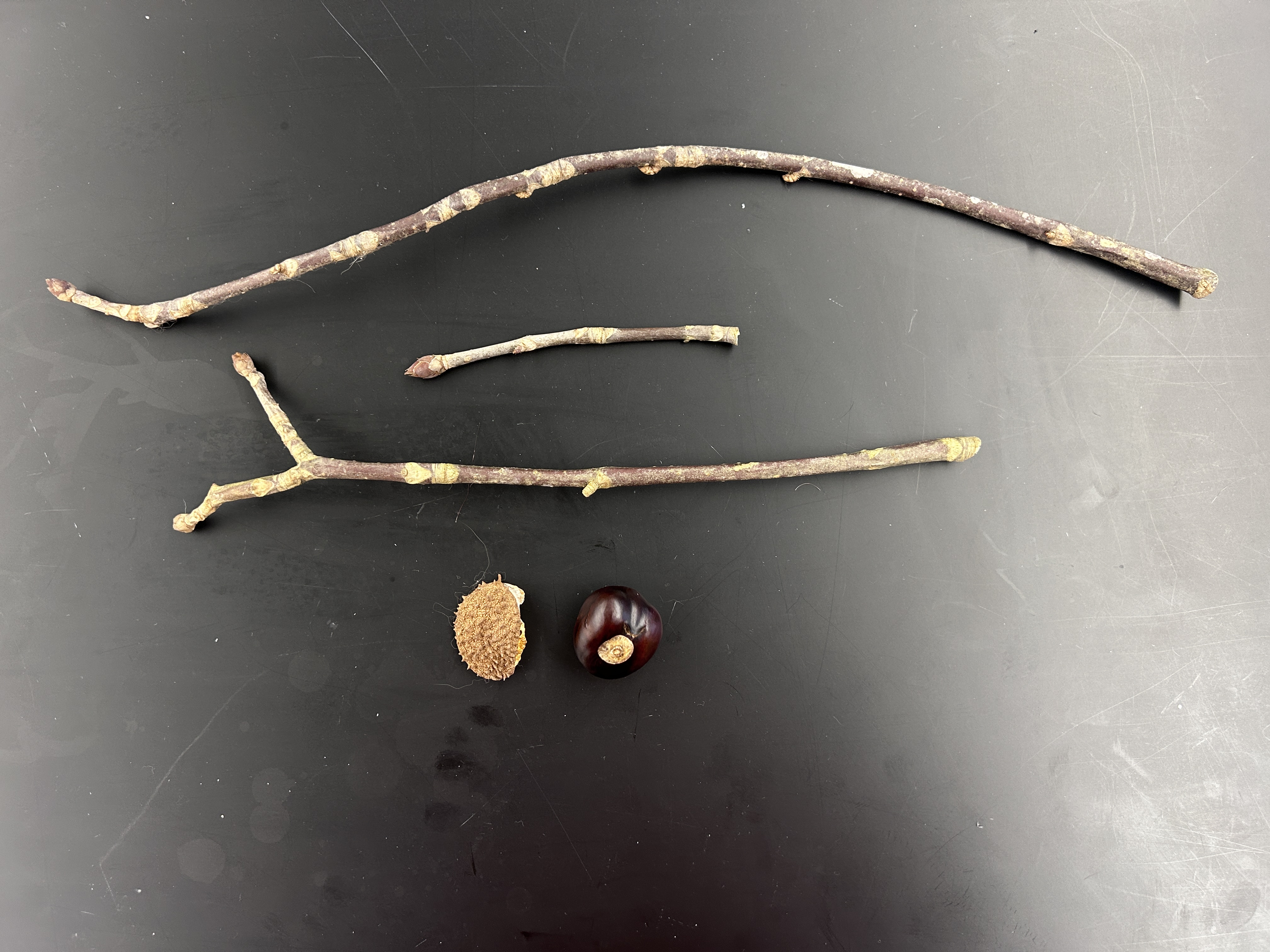 <p>What tree is this </p>