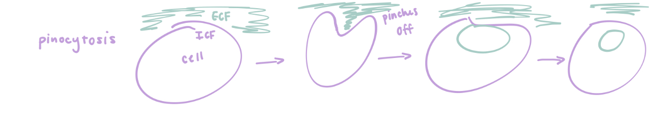 <ul><li><p>Type of endocytosis where we only want to take in ECF, so it takes a chunk of whatever is out there (not specific) </p></li><li><p>Pinches off a “chunk” of ECF</p></li></ul><p></p>