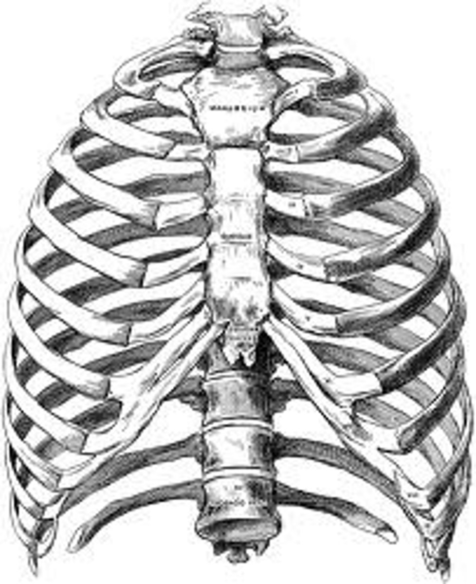 <p>sternum, ribs, thoracic vertebrae</p>