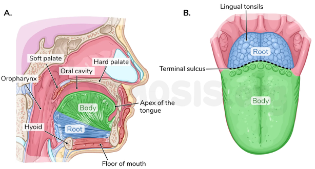 knowt flashcard image