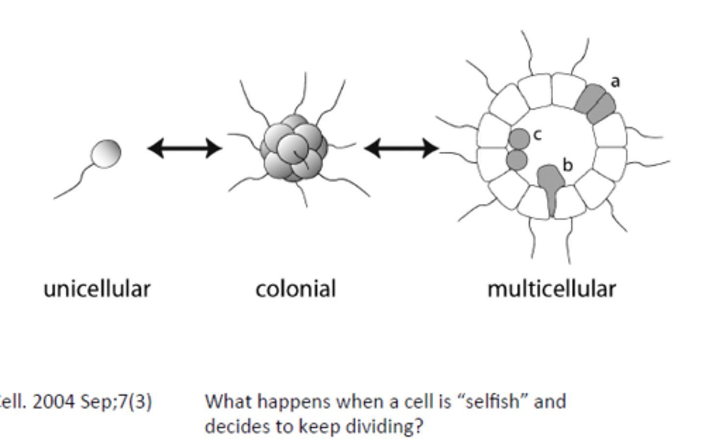 <p>Condition of an organism being composed of many cells that work together, allowing specialization and complex structures.</p>