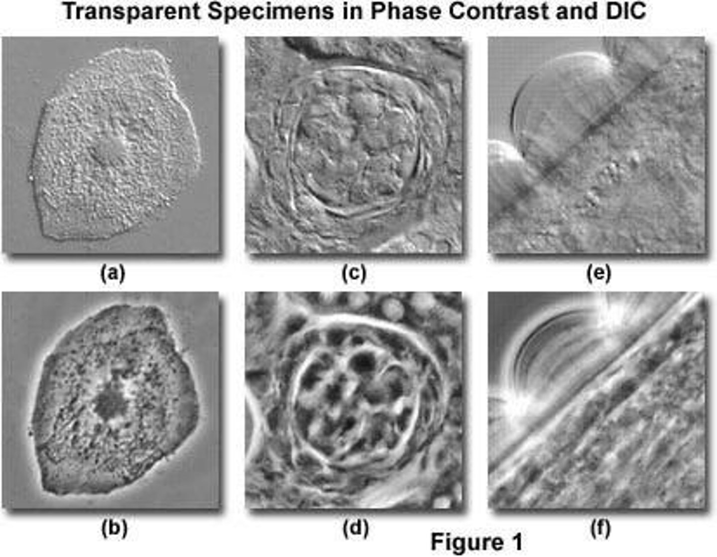 <p>To view highly transparent objects without staining and to see living cells</p>