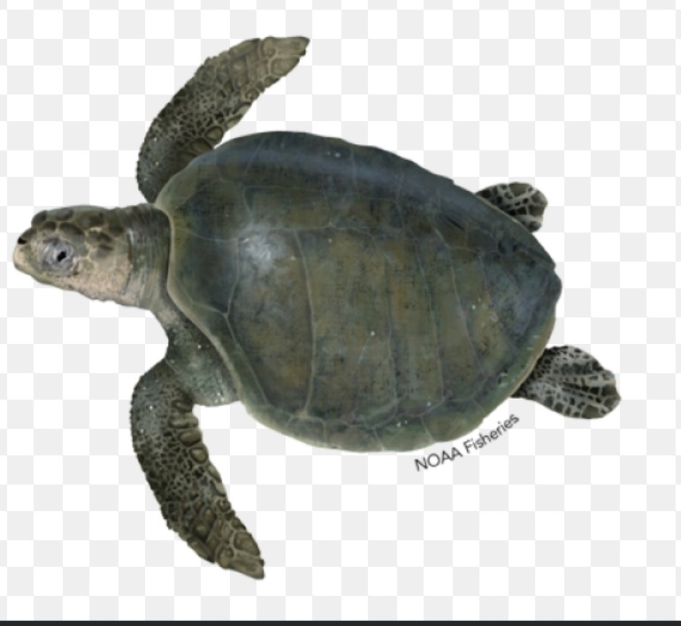 <p>Cheloniidae family</p><p class="has-focus">Their diet is omnivorous and includes a wide variety of invertebrates like shrimp, crabs, and jellyfish, as well as fish and algae.</p><p class="has-focus">heart-shaped, olive-colored shell, which has a variable number of scutes (plates) that often have divisions</p>