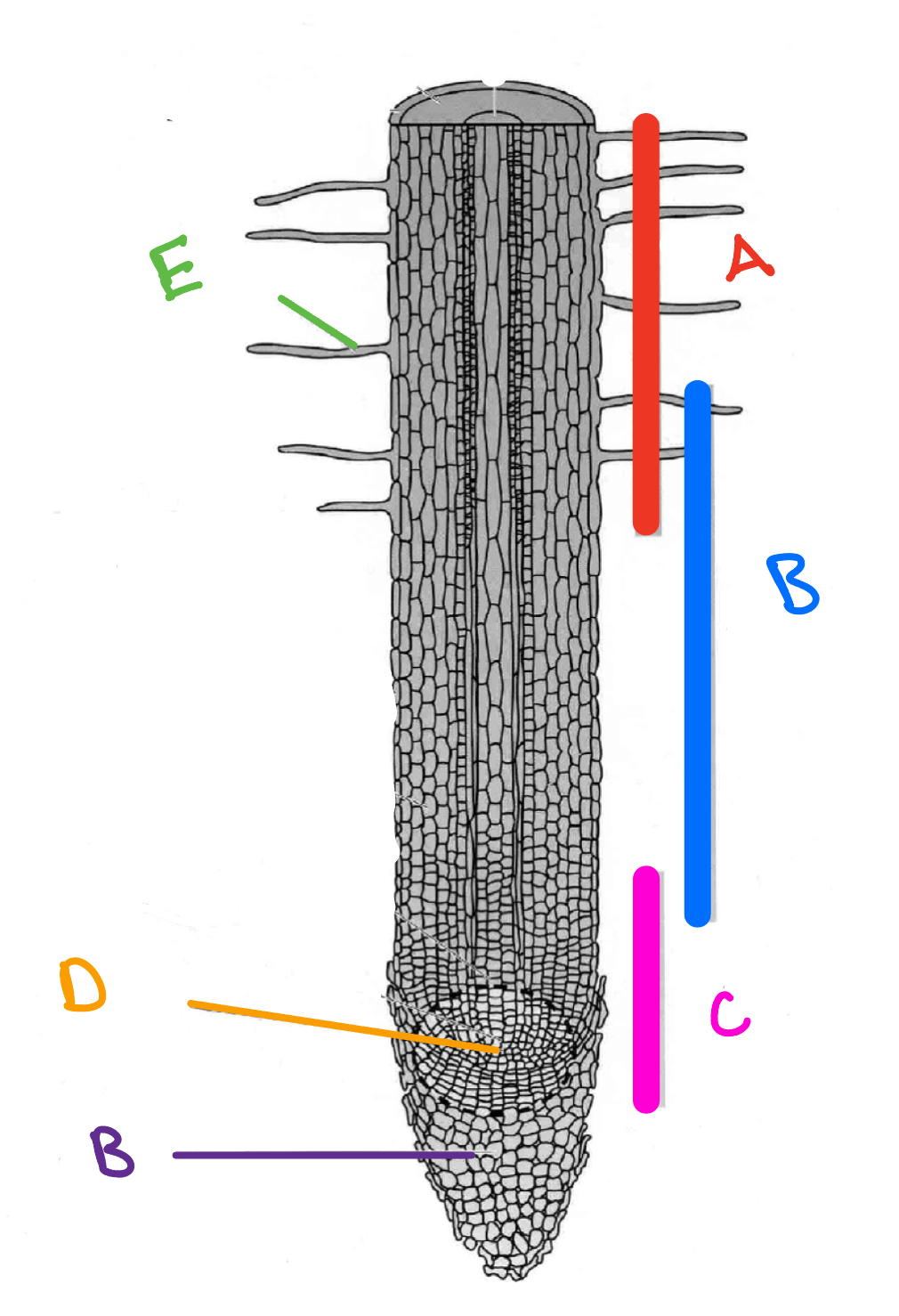 Label the parts of the root (A-E) 