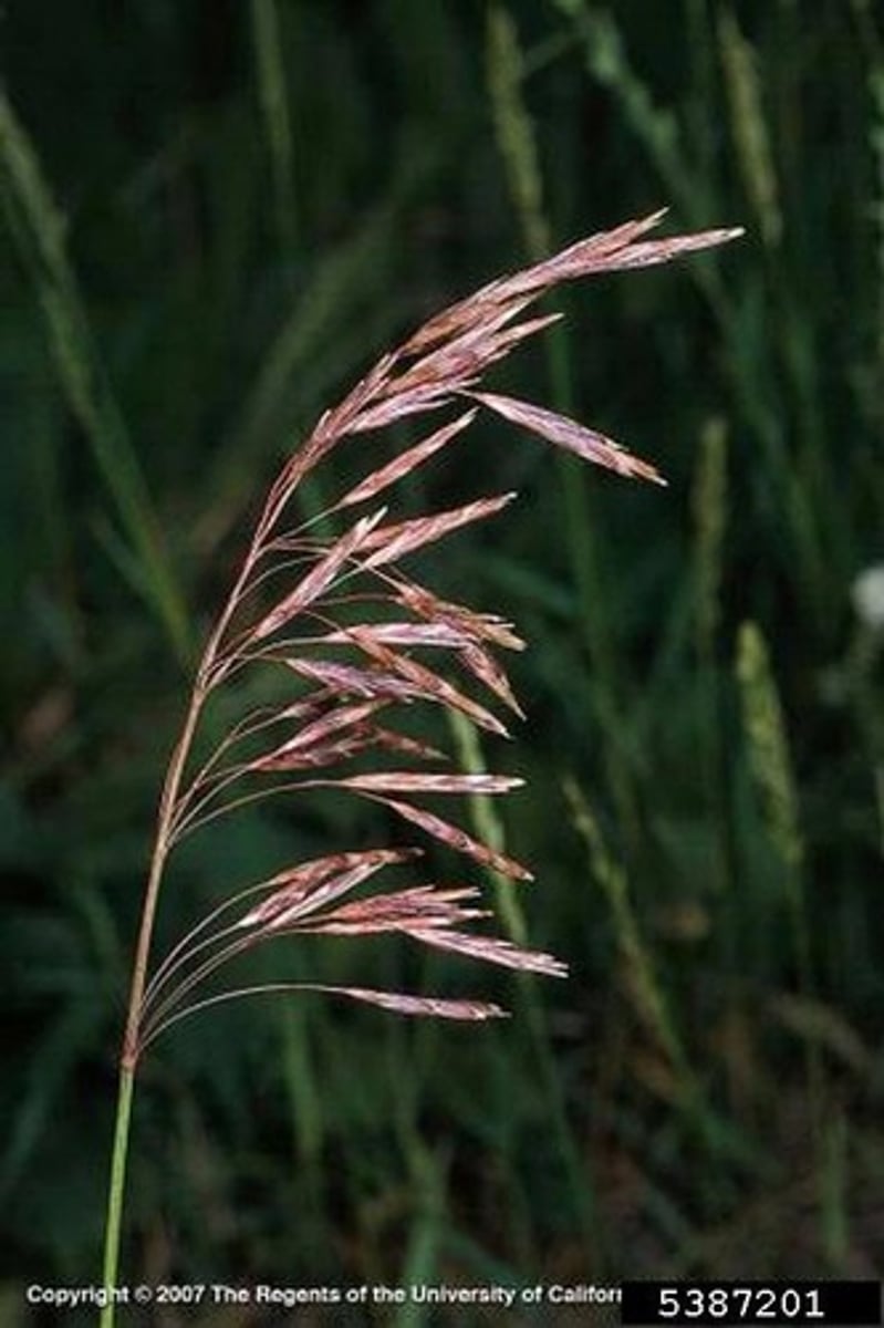 <p>Bromus spp.</p><p>-membranous ligule</p>