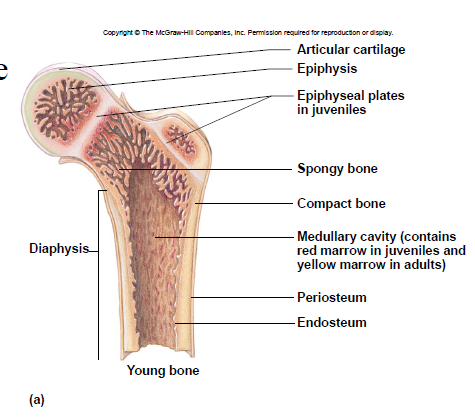 <p>– ends – spongy bone tissue</p>