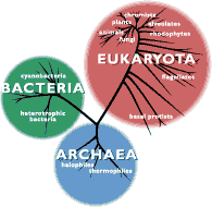 <p><span><u>Archaea: </u>single celled prokaryotic organisms, but genetically and biochemically distinct from bacteria. (Lives in extreme environments)</span></p>