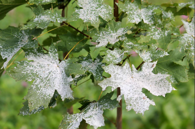 <p>Non-specific host</p>