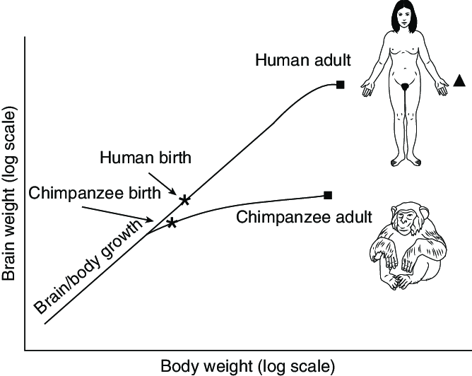 <p>In humans, after birth, the brain <u>keeps growing at a fast rate</u> <strong>beyond</strong> the point when it <em>stops growing in chimpanzees</em>, but the human body <em>does not grow longer</em> than the body grows in chimpanzees. </p><p></p><p>In chimpanzees — the body continues to grow, but the rate at which the brain grows is slower</p><p>In Humans — the brain develops more and faster (the accelerated growth post-natally is part of the reason why our brains are so large). </p>