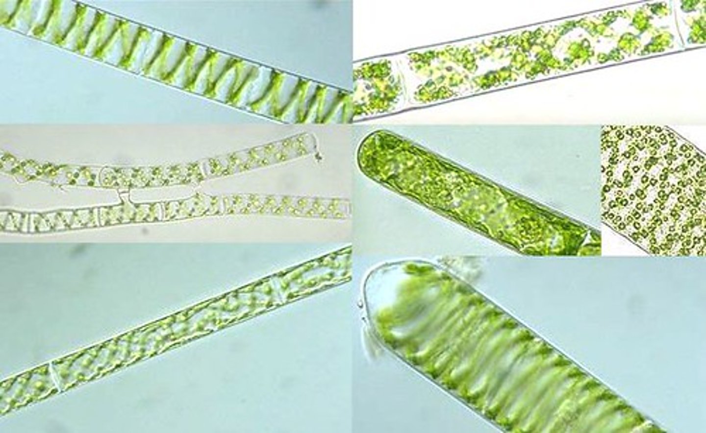 <p>Green algae</p><p>Cellulose cell walls</p><p>Unicellular or multicellular</p><p>Chlorophyll a and b</p><p>Gave rise to plants</p>