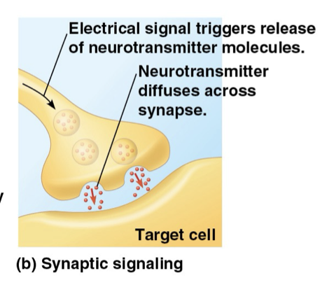 <p><mark data-color="green" style="background-color: green; color: inherit">secreted messenger</mark>- travels <mark data-color="yellow" style="background-color: yellow; color: inherit">short</mark> distances.</p><p class="p1"><mark data-color="yellow" style="background-color: yellow; color: inherit">paracrine signaling</mark>- animal cells secreting messengers “para”- around</p><p class="p1"><mark data-color="yellow" style="background-color: yellow; color: inherit">Growth Factors</mark>-stimulates nearby target cells to grow and divide </p><p class="p1"><mark data-color="yellow" style="background-color: yellow; color: inherit">autocrine signaling</mark>- cell secretes signaling molecules that bind receptors to its own surface= alters its own behavior</p><p class="p1"><mark data-color="yellow" style="background-color: yellow; color: inherit">synaptic signaling</mark>- an animal nervous system where electric signal releases a neurotransmitter/ used to treat depression, anxiety, PTSD</p>