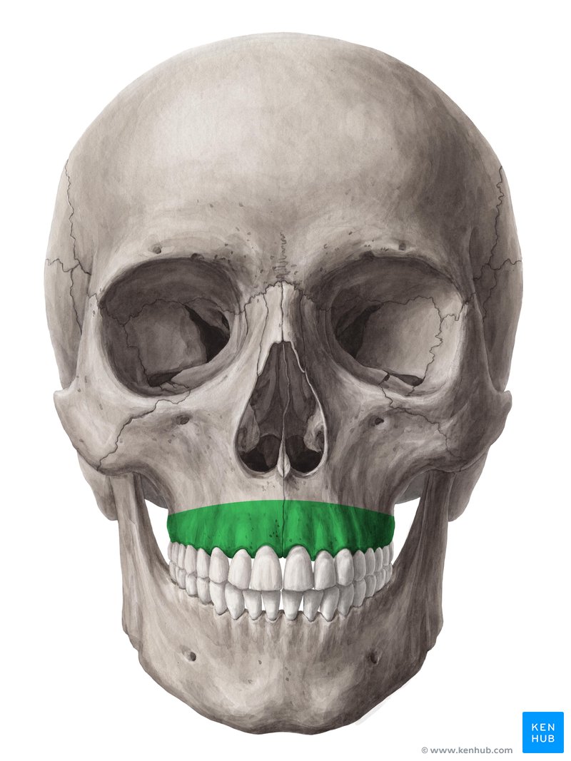 <p>What is the name of this bone in the skull?</p>