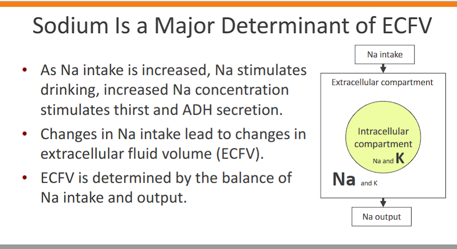 <p>-As Na intake is increased, Na stimulates drinking, increased Na concentration stimulates thirst and ADH secretion. </p><p>-Changes in Na intake lead to changes in extracellular fluid volume (ECFV).</p><p>-ECFV is determined by the balance of Na intake and output.</p>