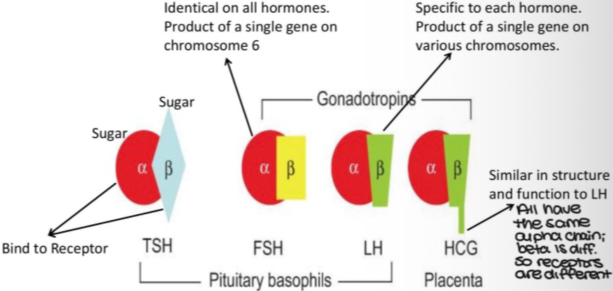 <p>gonadotrope&nbsp;</p>