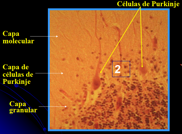 <ul><li><p>Capa molecular </p><ul><li><p>POQUIIIITAS células</p></li></ul></li><li><p>Capa de Células de Purkinje</p><ul><li><p>Neuronas de transición, son grandes</p></li></ul></li><li><p>Capa granular</p><ul><li><p>LLENA de células de la granulosa (circulares)</p></li></ul></li></ul><p></p>