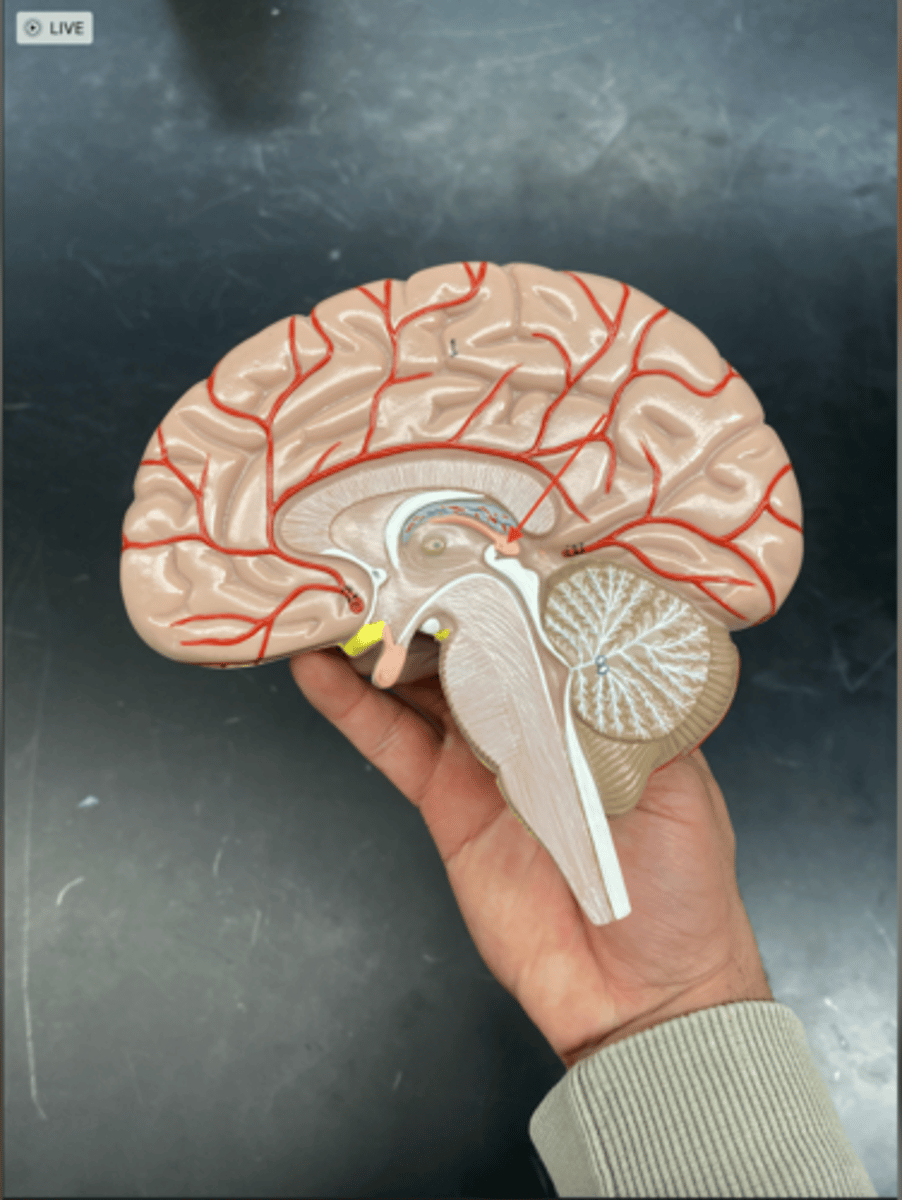 <p>is a part of the diencephalon that includes the pineal gland and habenula, playing key roles in regulating sleep-wake cycles and emotional responses.</p>