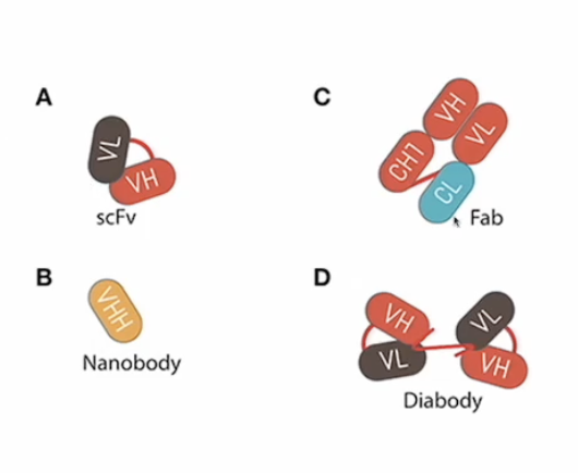 <ul><li><p>Based on size so the smaller ones </p></li></ul><p></p>