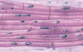 <p>what tissue is this </p>