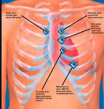rib level of apex of heart