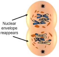 <p>Telophase I &amp; Cytokinesis</p>