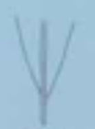 <p>jaki kształt nasady blaszki liściowej </p>