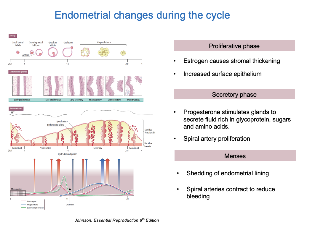 <ol><li><p>Proliferative phase</p><ul><li><p>estrogen causes stromal thickening</p></li><li><p>increased surface epithelium</p></li></ul></li><li><p>Secretory phase</p><ul><li><p>Progesterone stimulates glands to secrete fluid rich in</p><ul><li><p>glycoprotein, sugars and amino acids</p></li></ul></li><li><p>Spiral artery proliferation</p></li></ul></li><li><p>Menses</p><ul><li><p>Shedding of endometrial lining</p></li><li><p>spiral arteries contract to reduce bleeding</p></li></ul></li></ol><p></p>