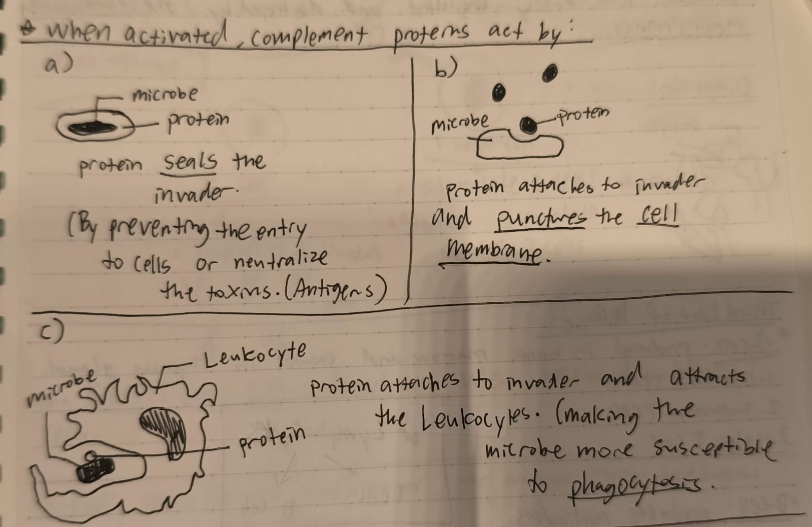 <ol><li><p>Protein SEALS the invader by preventing the entry to cells or neutralize the toxins (Antigens). </p></li><li><p>Protein attaches to invader and punxtures the cell membrane. </p></li><li><p>Protein attaches to invader and attacks the Leukocytes (Making the microbe more susceptible to phagocytosis.)</p></li></ol><p></p>