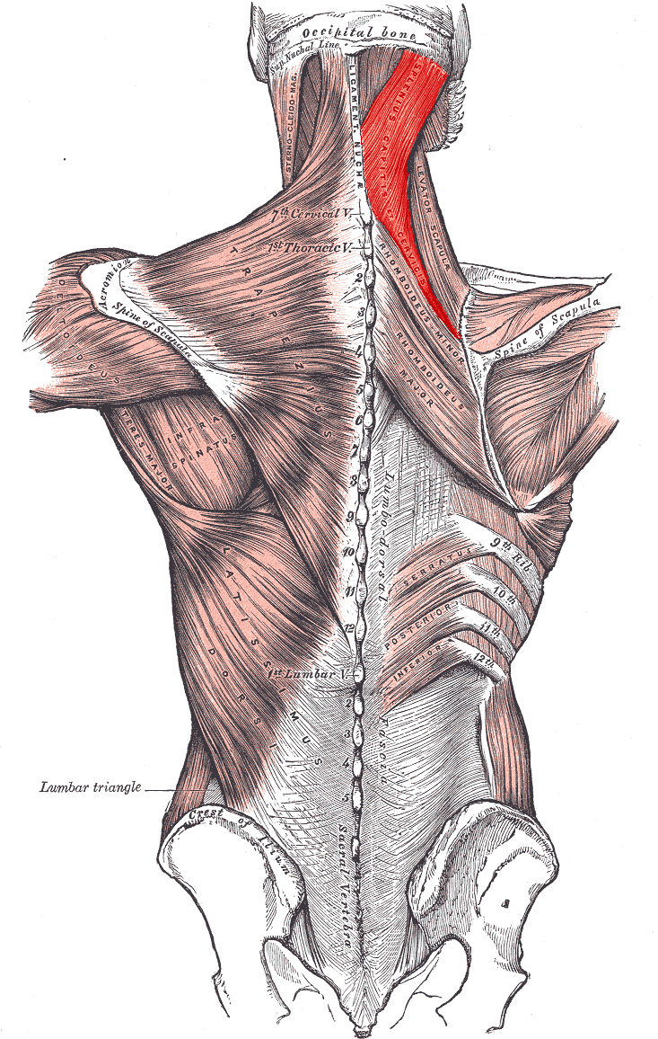 <p>splenius origin</p>