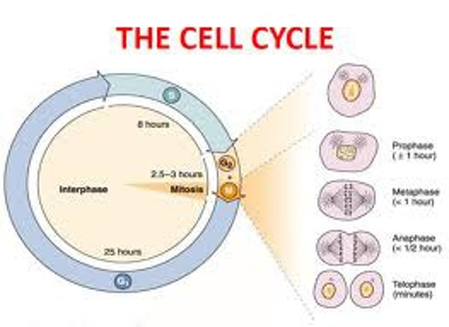 <p>A series of events a cell goes through as it grows and divides. Interphase, Mitosis (Prophase, Metaphase, Anaphase, Telophase), &amp; Cytokinesis</p>