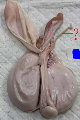 <p>Give the specific name of the part of the organ pointed and the specie it came from</p>