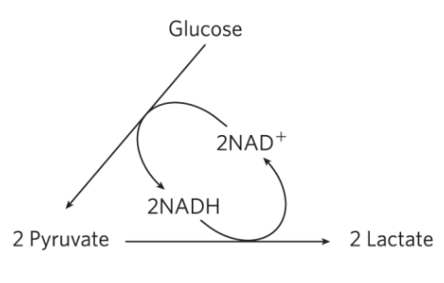 <p>Pyruvate is reduced into Lactate, regenerating 2 NAD+</p><p>We need NAD+ in order for Glycolysis to occur as Glycolysis converts 2 NAD+ to 2 NADH</p>
