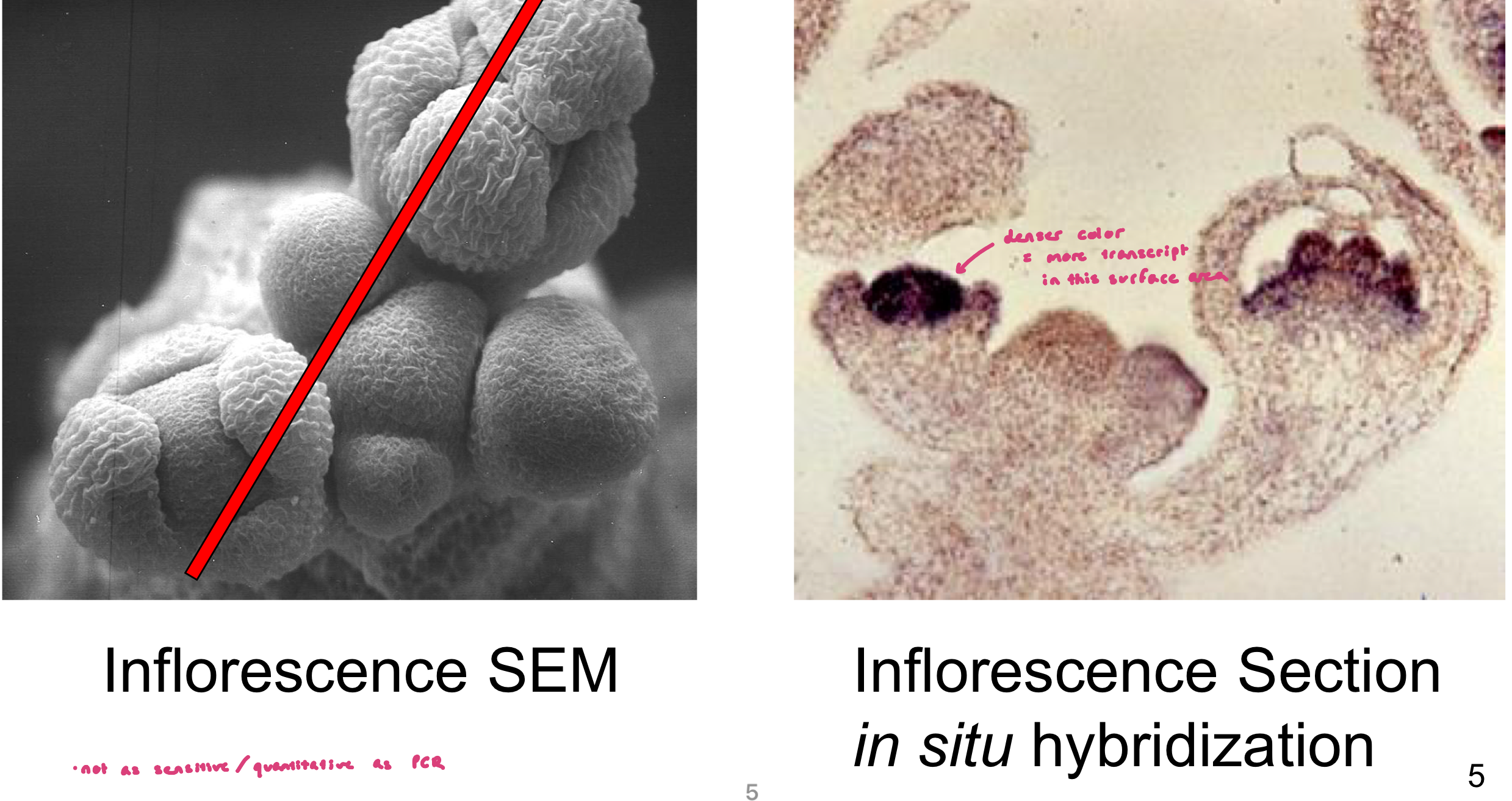 <ul><li><p>looking at where agamous gene might be transcribed (using tissue slice of developing bud since gene has to do w/ flower development)</p></li><li><p>imaging: Inflorescence SEM (surface structures), Inflorescence Section (transmitted light microscopy; internal structures)</p></li><li><p>AG gene-specific probe hybridized only to cells containing AG transcript. Probe appears as blue coloration</p><ul><li><p>denser color = more transcript </p></li></ul></li></ul><p></p>