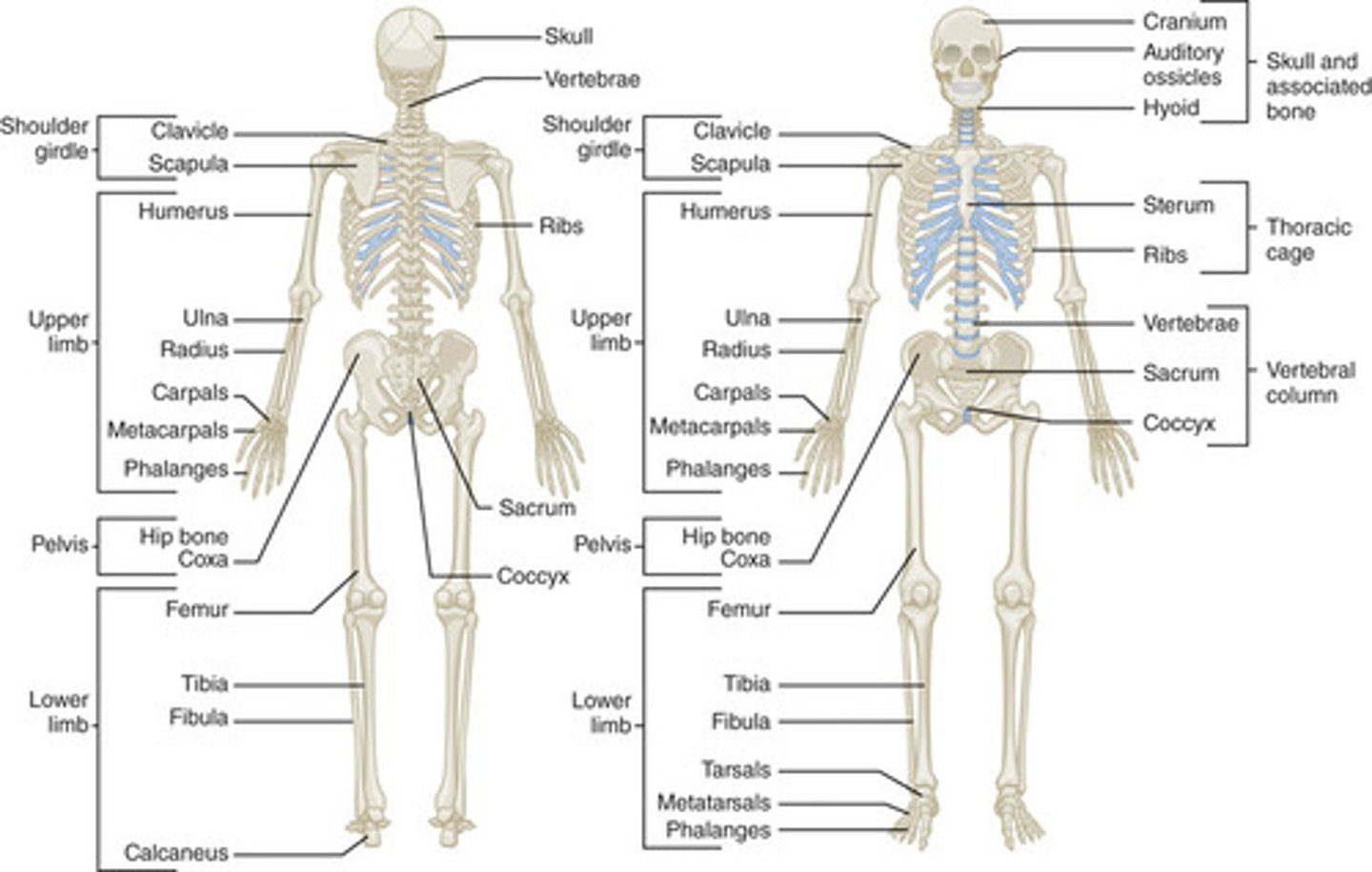 <p>A description of the bones of the body</p>