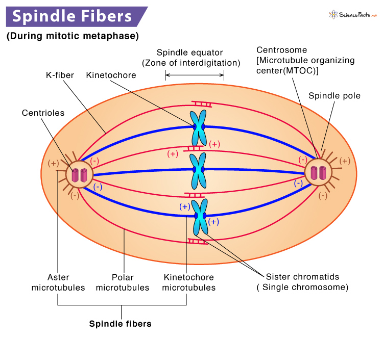 <p>Fibers that attach to the centromeres and separate chromosomes to opposite sides of the cell.</p>