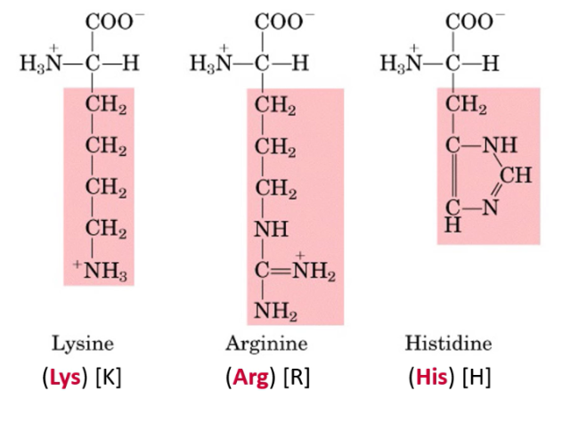 <p>At neutral pH, amino group side chains are protonated → Positively charged</p><p><strong>Histidine, Lysine, Arginine</strong></p>
