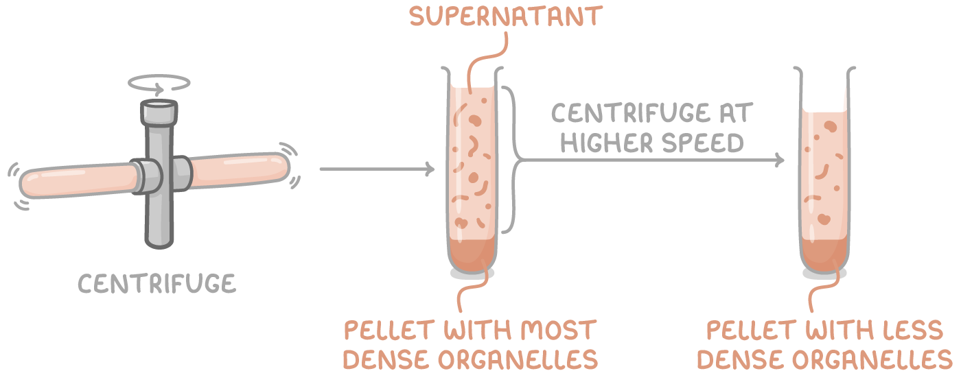 <ul><li><p>filtrate centrifuged at a low speed → heaviest organelles (nuclei) form pellet at bottom of tube, lighter organelles remain suspended in supernatant</p></li><li><p>supernatant transferred to new tube and centrifuged at a higher speed → next heaviest organelles (chloroplasts/mitochondria) form new pellet</p></li><li><p>transfer supernatant into new tube and repeat entire process, increasing speed each time until all organelles have been separated into distinct layers</p></li></ul><p></p>
